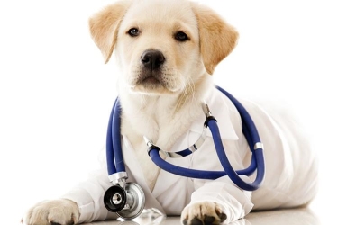 Quy định về việc công bố chất lượng sản phẩm chăm sóc sức khỏe cho thú cưng mới nhất