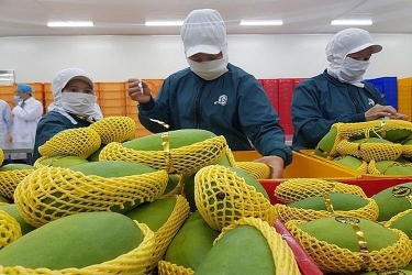 Thủ tục đăng ký FDA xuất khẩu trái cây đi Mỹ mới nhất